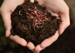 Frass for soil fertility